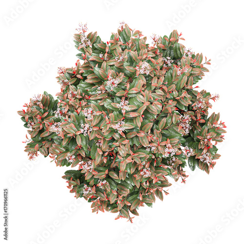 Fototapeta Naklejka Na Ścianę i Meble -  3d illustration of Fraser photinia Tree isolated on transparent canvas from top view