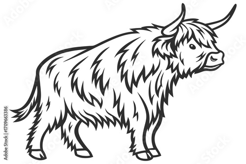 Highland cow portrait in black line art, isolated