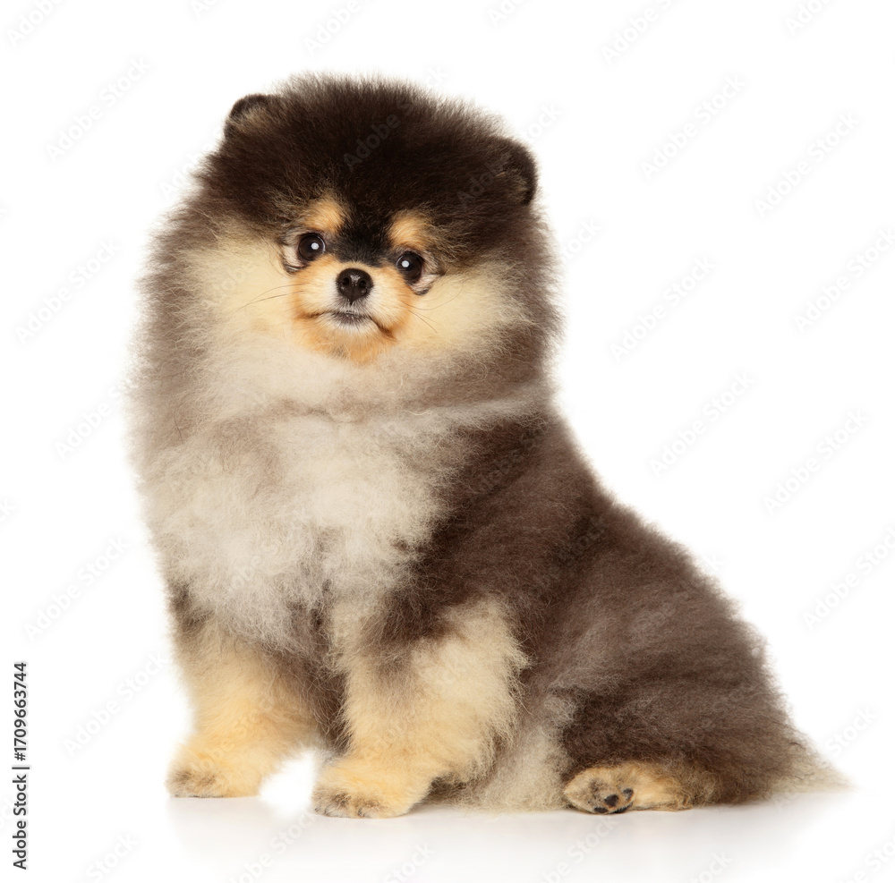 Obraz premium Fluffy Pomeranian puppy with expressive eyes sitting calmly