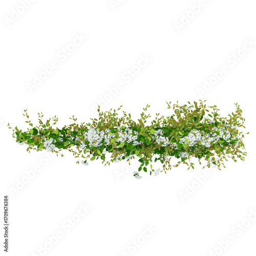 3d illustration of creeper plant isolated on transparent background from top view