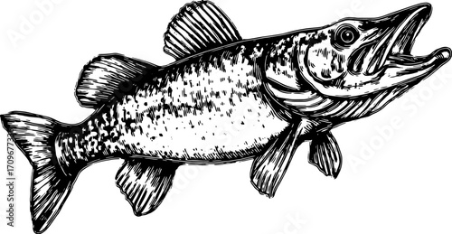 Vintage fish engraving in line drawing style. Detailed black and white vector illustration of an aquatic species, perfect for any nature-themed project.