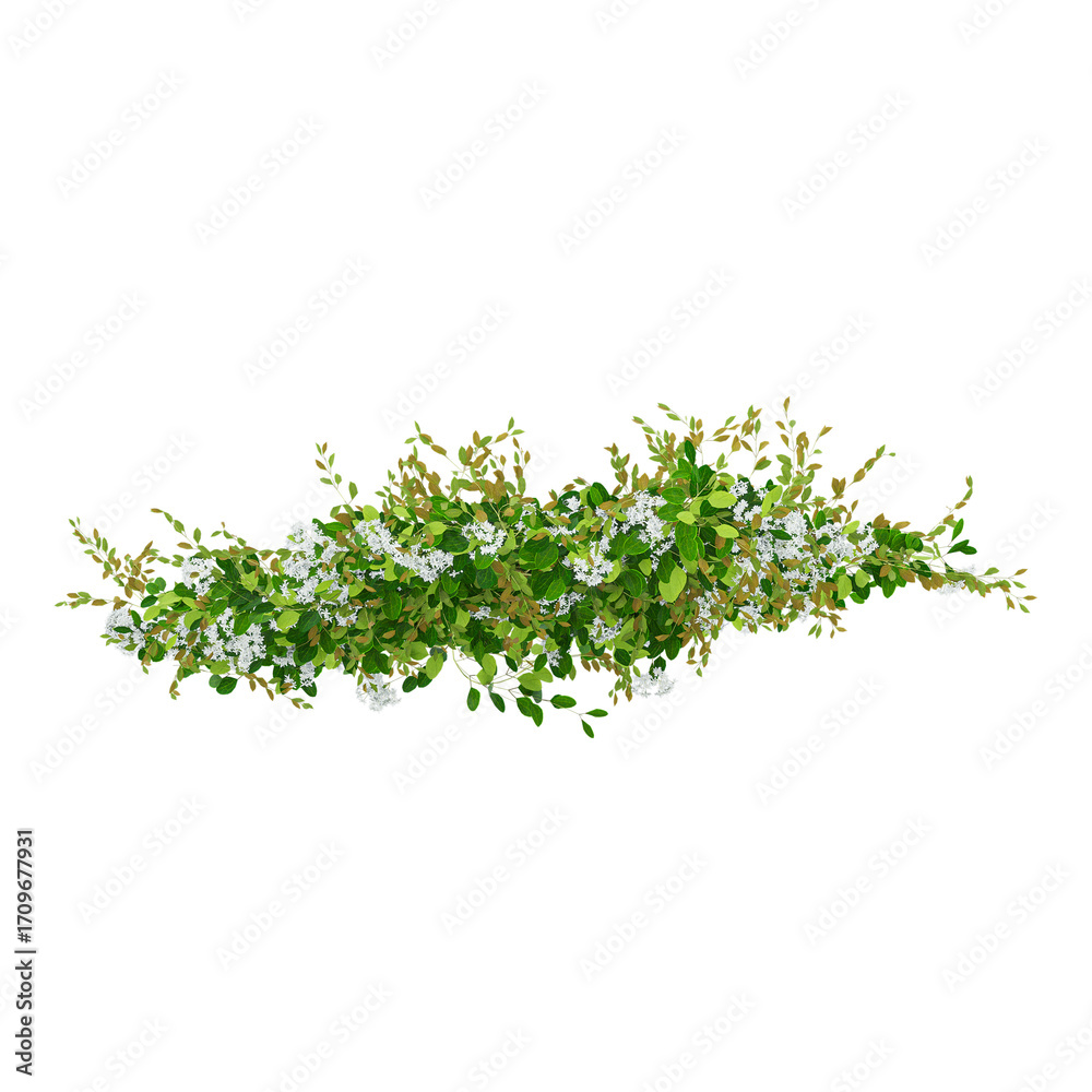 Obraz premium collection of creeper plant on transparent canvas from the top view