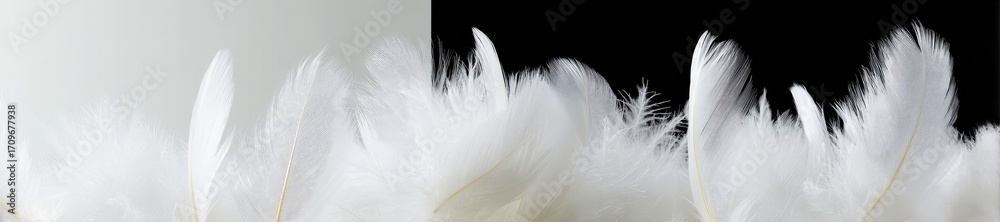 Obraz premium Soft white feathers against a light and dark background
