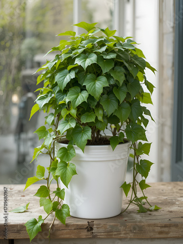 Unpotted Ivy Plant ready for replantation