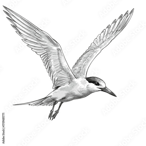 Graceful Common Tern Bird in Flight with Spread Wings Sketch
