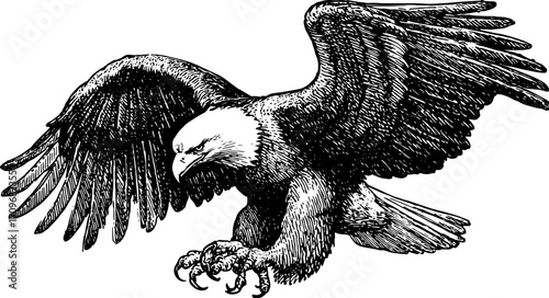 Eagle vector illustration in black and white outline. Vintage drawing featuring detailed wings and claws, perfect for classic designs.