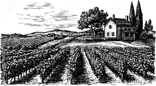 Vineyard landscape with farmhouse, grapevines, and rural scenery in black and white. Classic woodcut vector illustration with detailed linework.