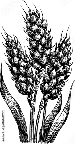 Wheat grain plant set in a detailed black and white sketch style. Vintage vector illustration with rustic botanical elements.