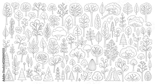 A dense forest filled with many different kinds of trees of various sizes and shapes.