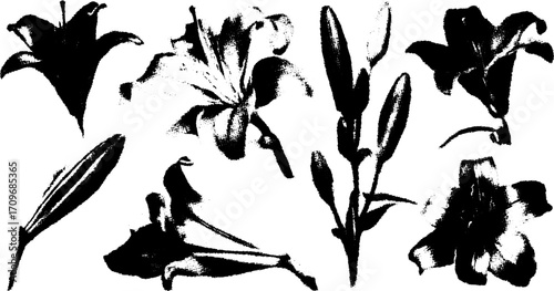 Lily flower illustration in black and white. Detailed botanical design, creating an elegant visual set in vector format.