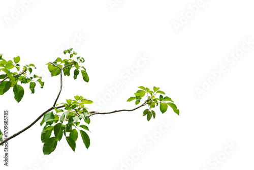 branch leaves or green leaf isolated. Tree Leaf Frame	