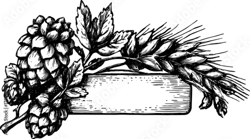 Vintage illustration of hops and barley plants. Detailed black and white botanical vector graphic design for labeling or signage.