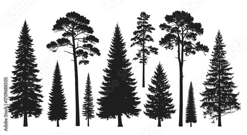 A collection of various coniferous evergreen trees in silhouette.