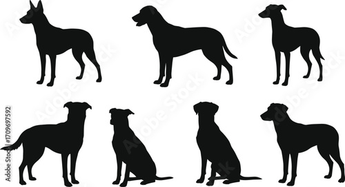 Set of black dog silhouettes in different standing and sitting poses on a white background animal