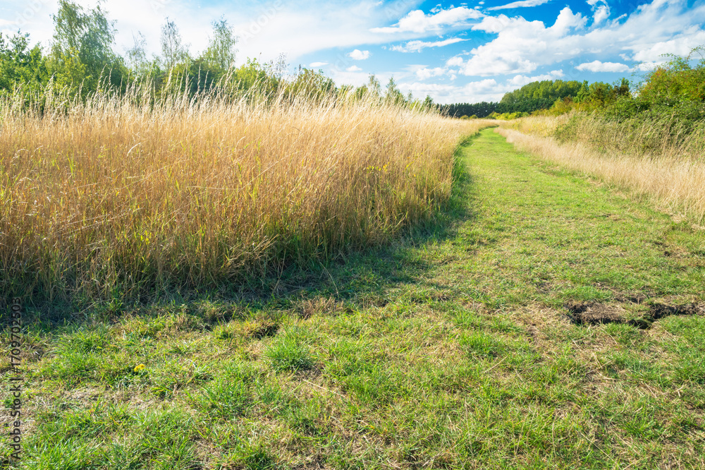 Obraz premium Public right of way seen in a natural forest clearing in Britain. Signs of summer drought can be seen as the lawn shows heaving cracking.