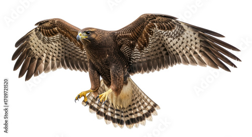Obraz na płótnie Isolated majestic brown hawk spreads wings, ready to hunt, predatory bird of pre