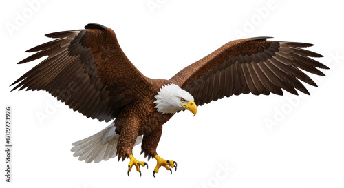 Isolated Bald Eagle, a strong bird of prey with outstretched wings and sharp claws