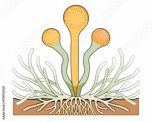 Illustration of a fungal fruiting body with mycelium and rhizoids