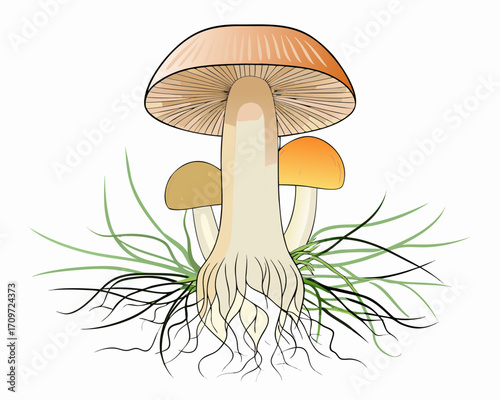Illustration of edible mushrooms with visible roots and grass on a white background