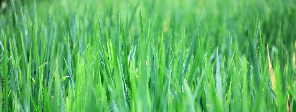 Obraz premium Texture of green fresh grass, rice field close-up