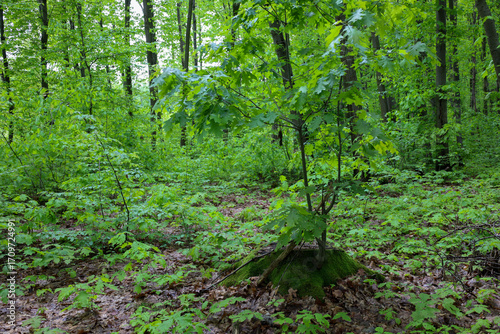 Schilderij op canvas The photo conveys the feeling of a dense forest where tall trees form a green ca