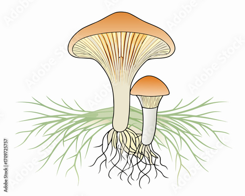 Illustration of two edible mushrooms with visible roots and green foliage