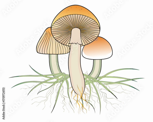 Illustration of three mushrooms with visible roots and grass on a white background
