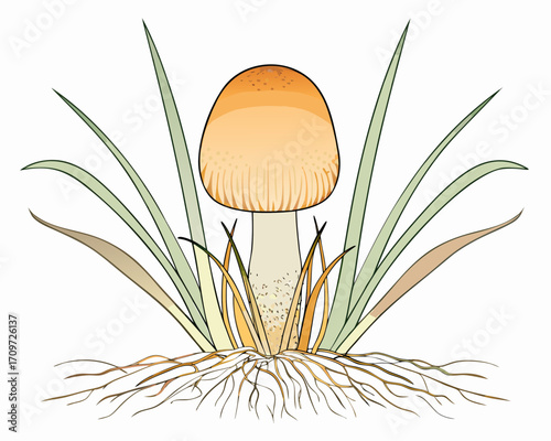 Illustration of a mushroom with visible roots and surrounding grass