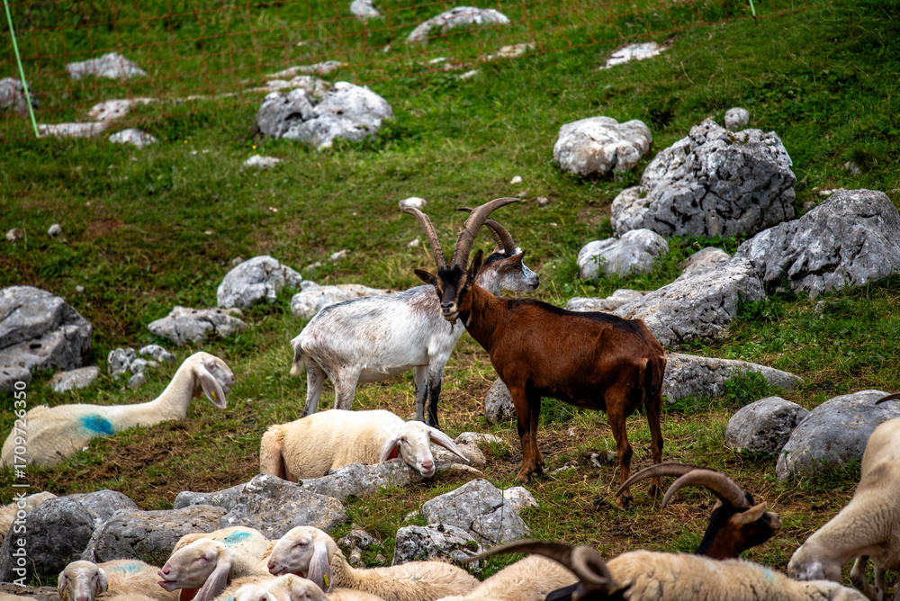 Obraz premium 2024 07 14 Asiago goat 11
