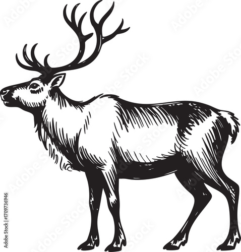 Vector art of Reindeer with antlers