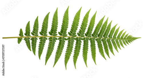 Isolated green fern frond, Polypodiopsida class, pteridophyte plant or vascular non-flowering flora