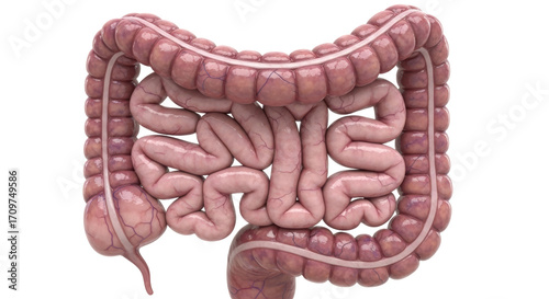 Isolated human intestine, digestive system diagram, anatomical colon medical illustration