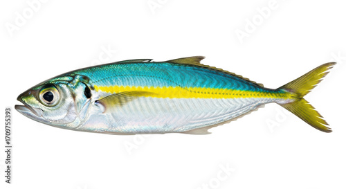 Obraz na plátně Isolated yellowtail scad fish, fresh, saltwater species, full body profile, stud