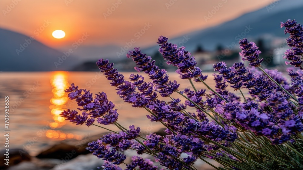 Naklejka premium Lavender blooms at sunset over water (1)