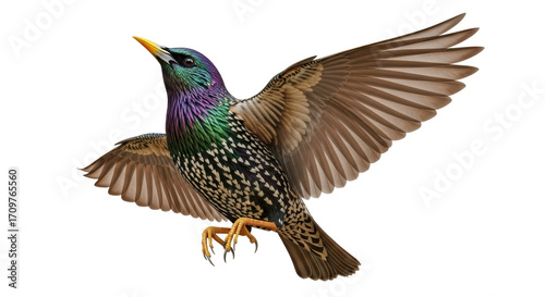 Bilde på lerret Isolated European Starling spreading wings in flight, iridescent plumage, colorf