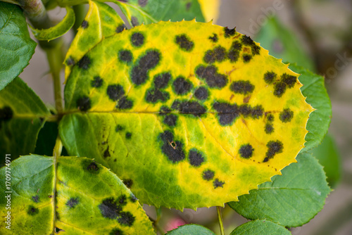 Diplocarpon rosae. Rose leaves affected by black spot disease.
Black spots on yellow rose leaves.