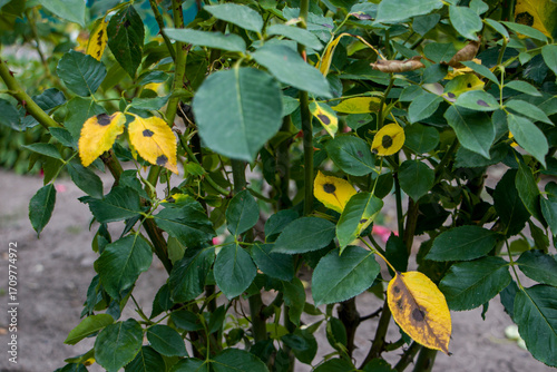 Diplocarpon rosae. Rose leaves affected by black spot disease.
Black spots on yellow rose leaves.