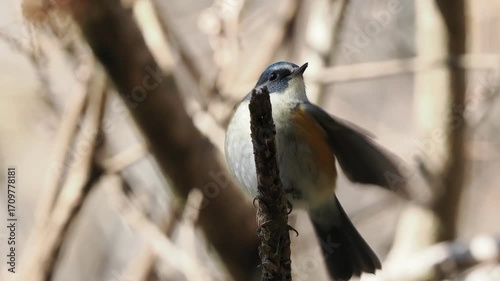 森の木陰で尾羽を振りながら透き通った声を響かせているルリビタキの雄