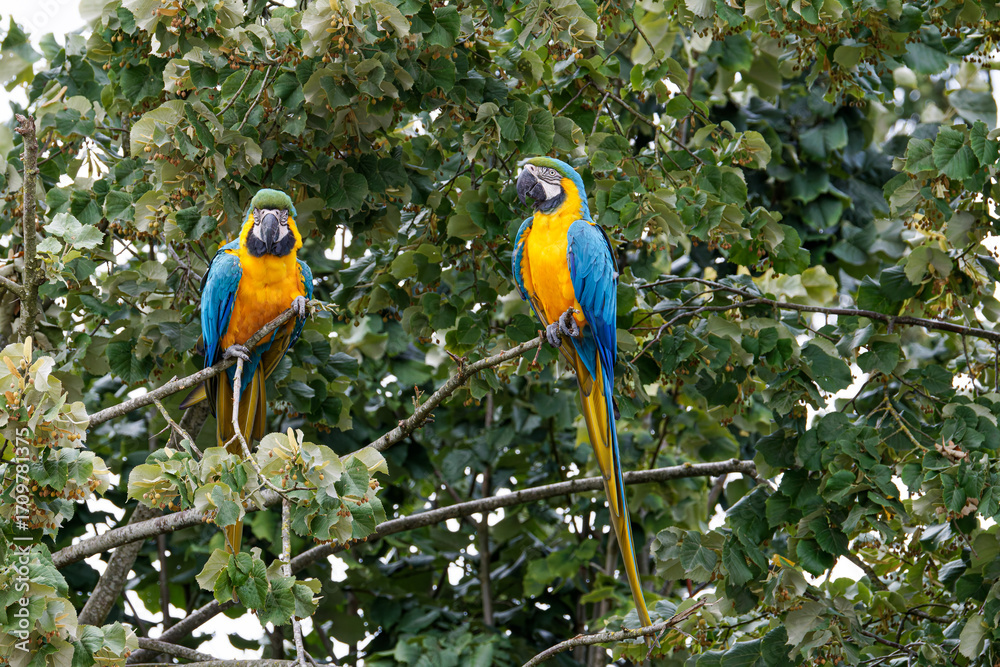 Obraz premium Two vibrant blue and yellow macaws perched on tree branches surrounded by lush green leaves.