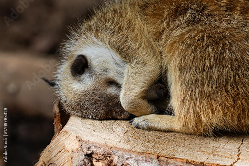 Valokuva A meerkat sleeping curled up on a tree stump, covering its face with its paw