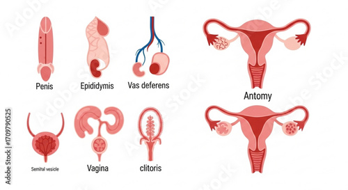 Illustration showing male and female reproductive organs including penis and uterus anatomy diagram created with generated ai