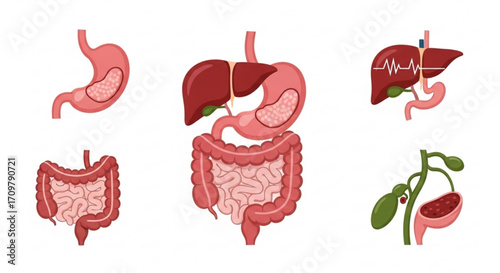 Illustration showing human digestive system organs including stomach liver intestines and gallbladder created with generated ai