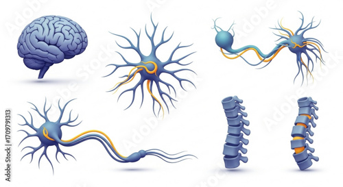 Illustration of human brain neurons and spinal cord anatomy on a white background anatomy illustration created with generated ai