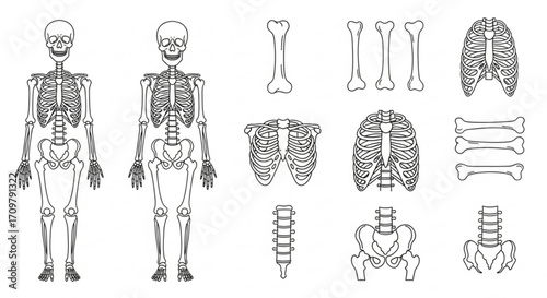 Anatomical illustration showcasing full human skeletons and various individual bone structures in black outline created with generated ai