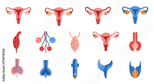 Anatomical illustrations showing female reproductive system and related structures in various views created with generated ai