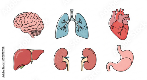 Illustration showing a brain lungs heart liver kidneys and stomach arranged in a row on a white background created with generated ai