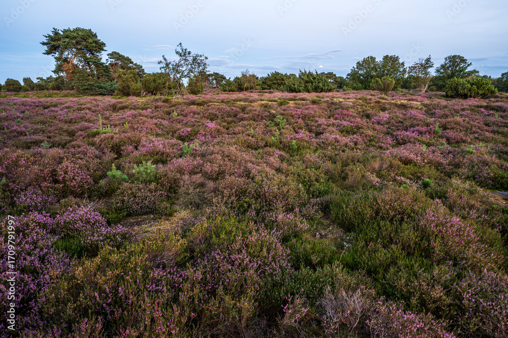 Fototapeta premium Heathland landscape in August - Geopark Hondsrug, Drenthe, The Netherlands.