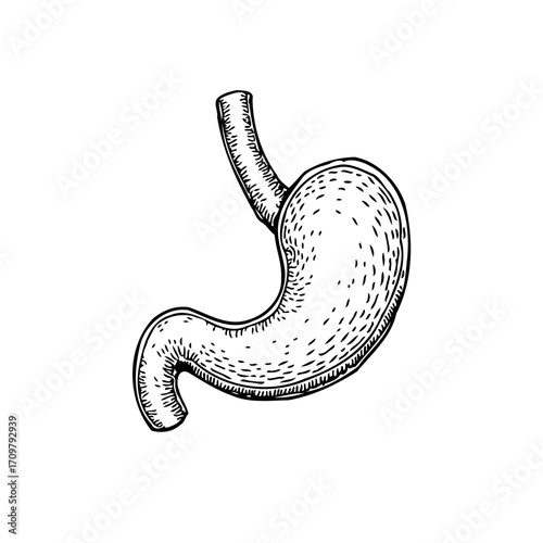 Detailed stomach illustration showcasing human anatomy revealing intricate details for educational