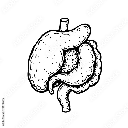 Hand drawn human stomach and duodenum illustration showcasing anatomical detail for medical