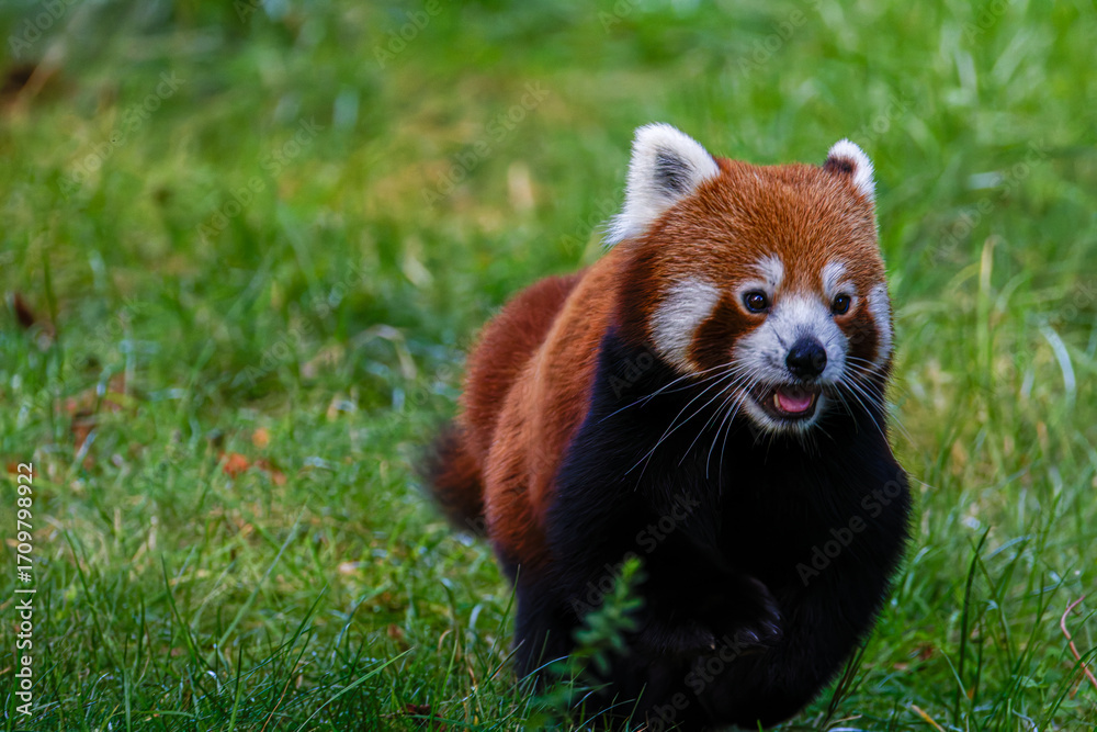 Obraz premium Red panda (Ailurus fulgens) walking on grass with mouth open, lush background.
